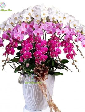 Lan Hồ Điệp Tím mẫu hoa được ưa chuộng nhất năm 2019