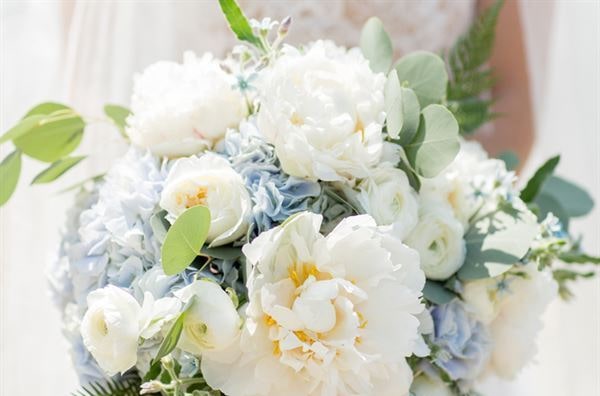 hoa cô dâu - cẩm tú cầu