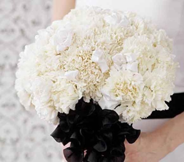 hoa cẩm chướng trắng