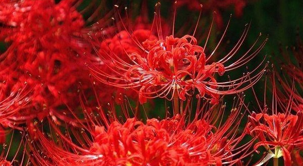 Hình ảnh hoa bỉ ngạn đỏ huyền ảo