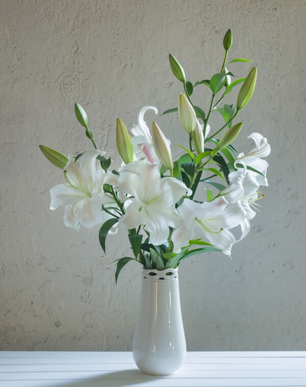 hình ảnh mẫu hoa ly trắng kiêu sa