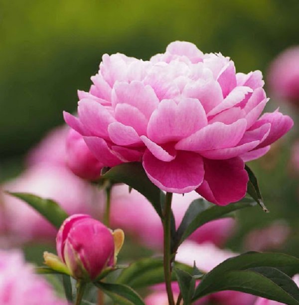 Hình ảnh hoa mẫu đơn hồng đẹp