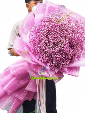 1 - Hoa babi hồng TY 227 [Big Size]